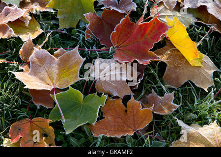 Leaf closeup inverno Foto Stock