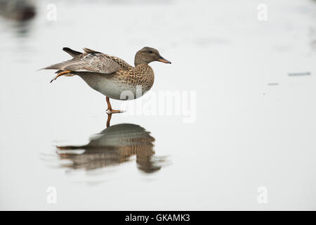 Canapiglia anatra / Schnatterente ( Anas strepera ) si stende come un Pattinatore su ghiaccio con una bella riflessione su un corpo congelato di acqua. Foto Stock