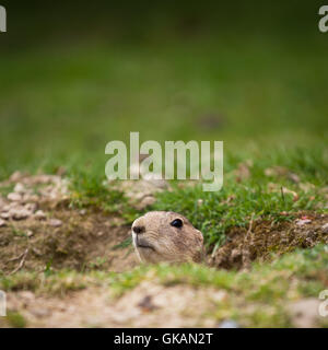 Animale mammifero nero Foto Stock