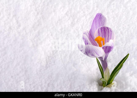 Piante e fiori nuovo Foto Stock