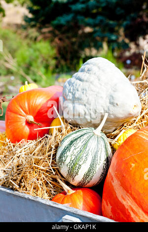 Ancora in vita la zucca di Halloween Foto Stock