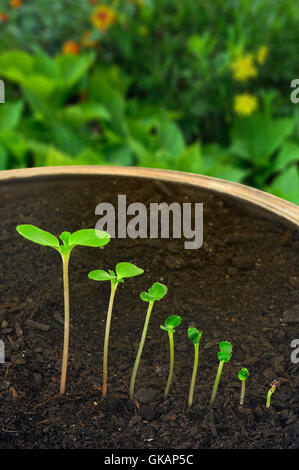 Piante e fiori la germinazione Foto Stock