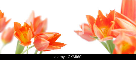 Arancio-tulipani gialli contro uno sfondo bianco - elevata resistenza Foto Stock