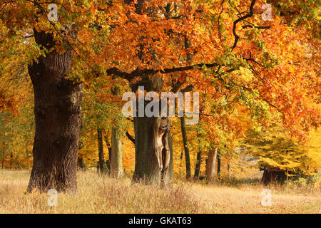 Alberi di quercia nel fogliame di autunno Foto Stock