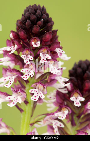 La flora alpina, il bruciato-punta orchid ( neotinea ustulata ), close-up su piccoli fiori. Foto Stock