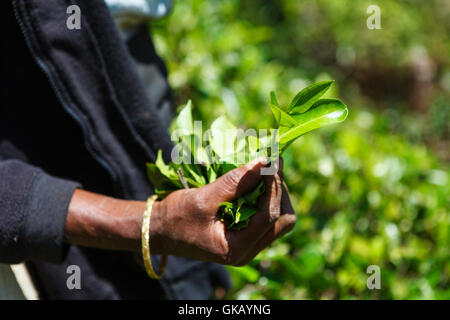 Mano che tiene le foglie di tè Foto Stock