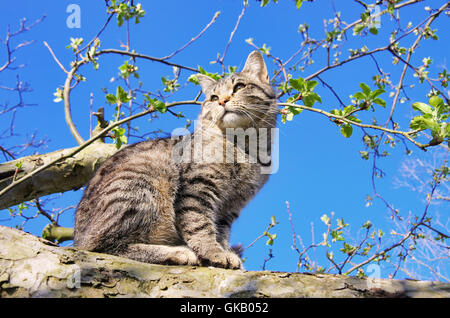 Gatto su albero - gatto su albero 01 Foto Stock