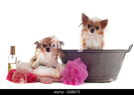 cucciolo di cane bagnato Foto Stock