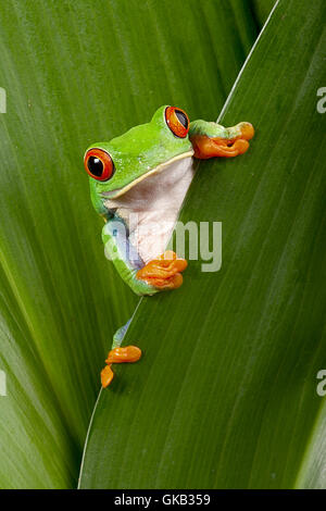 Greenback raganella leaf Foto Stock