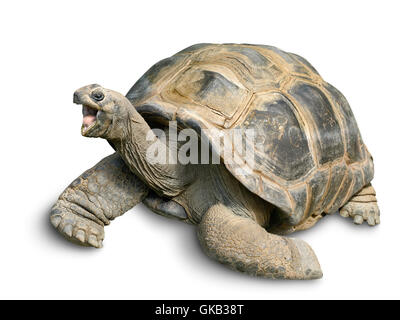 Ritratto di animali di una tartaruga gigante Foto Stock