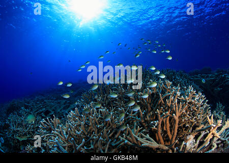 barriera corallina Foto Stock