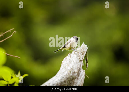 Nero-capped Luisa (Poecile atricapillus) nella Zillertal in Austria Foto Stock