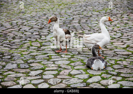 Città di roccia Yongjia County, Wenzhou City, nella provincia di Zhejiang, Lishui Street Foto Stock