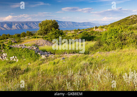 Campagna con vegetazione mediterranea, prati, alberi nell'isola di Hvar, Croazia. Europa. Foto Stock
