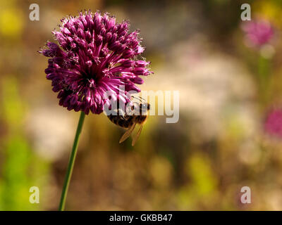 Wild miele delle api (Apis mellifera) alimentazione sul fiore di a testa tonda (porri Alium sphaerocephalon) in prato in sobborgo di Dubrovnik Foto Stock