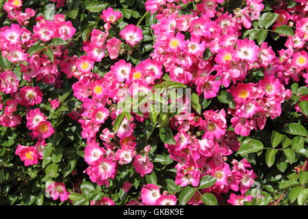 Purple rosa canina fiori con pistilli di colore giallo Foto Stock