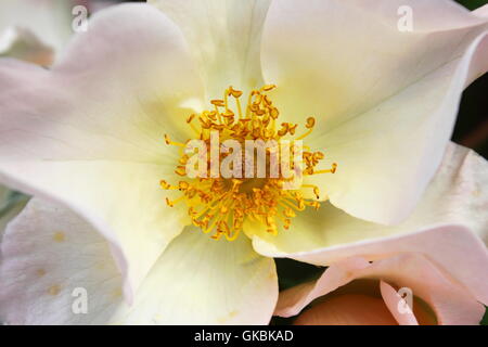 Bianco Rosa canina fiore con pistilli di colore giallo Foto Stock