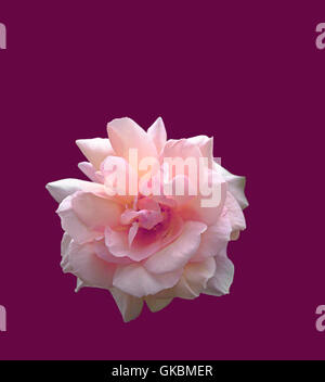 Una bella rosa rosa mostrato come un cut-out su sfondo viola Foto Stock