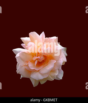 Una bella rosa rosa mostrato come un cut-out on dark sfondo rosso Foto Stock