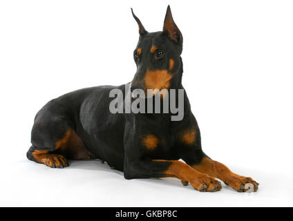 Profilo beauteously bello Foto Stock