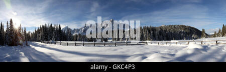 Albero alberi snowy Foto Stock