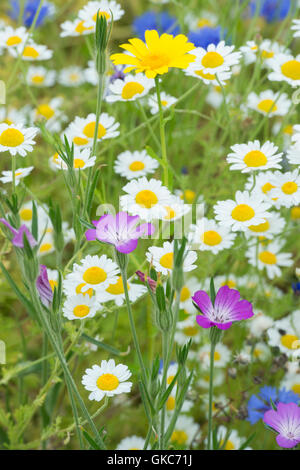 Agrostemma Githago. Corncockle fiore in un prato di fiori selvaggi Foto Stock