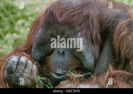 Orangutan maschio. Foto Stock