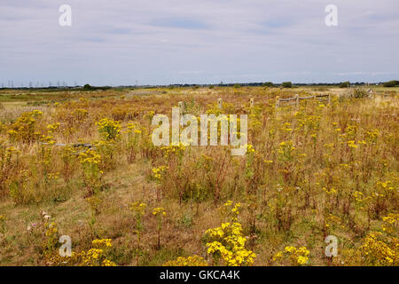 Vista su Dungeness Kent REGNO UNITO - La RSPB Riserva Naturale Foto Stock