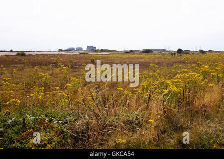 Vista su Dungeness Kent REGNO UNITO - La RSPB Riserva Naturale Foto Stock