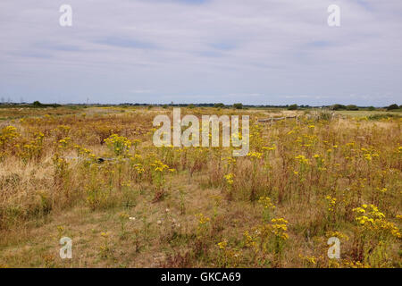 Vista su Dungeness Kent REGNO UNITO - La RSPB Riserva Naturale Foto Stock