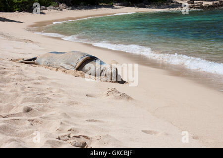 Una foca monaca dorme su una sabbiosa spiaggia hawaiana di Oahu Foto Stock