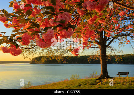 Sunrise, Hotel Lakeshore Kenlake membro Resort Park, Kentucky, Stati Uniti d'America Foto Stock