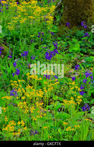 Golden erba tossica, Larkspur, dissipatore di Cedar Trail, dissipatore di cedro, il Parco nazionale di Mammoth Cave, Park City, Kentucky, Stati Uniti d'America Foto Stock