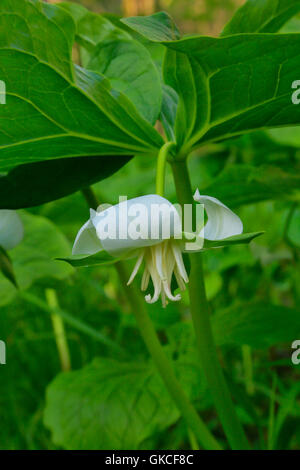 Annuendo Trillium, dissipatore di Cedar Trail, dissipatore di cedro, il Parco nazionale di Mammoth Cave, Park City, Kentucky, Stati Uniti d'America Foto Stock