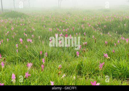 Wild Siam tulipani (Curcuma alismatifolia) Sai Thong National Park, Chaiyaphum, Thailandia Foto Stock