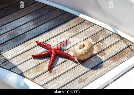 Ancora la vita della stella di mare e lo scheletro echinus su sfondo woden Foto Stock