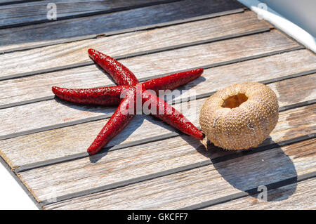 Ancora la vita della stella di mare e lo scheletro seaurchin su sfondo woden Foto Stock