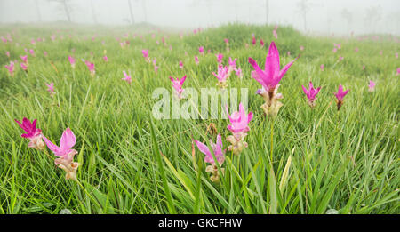 Wild Siam tulipani (Curcuma alismatifolia) Sai Thong National Park, Chaiyaphum, Thailandia Foto Stock