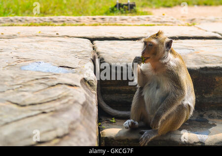 Scimmia isolato Ankor Wat, Siem Reap, Cambogia Foto Stock