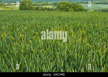 Una messa a fuoco dolce di orzo yellow dwarf virus, BYDV, infezione in un grano di inverno raccolto a bandiera stadio fogliare Foto Stock