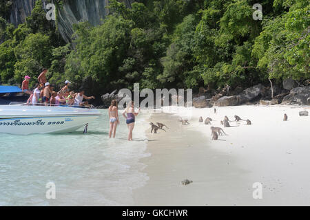 Un battello carico di turisti interagiscono con la locale popolazione di scimmia sulla Spiaggia delle Scimmie, Ko Phi Phi, Thailandia. Foto Stock