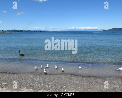 Lago Taupo, Isola del nord, Nuova Zelanda Foto Stock