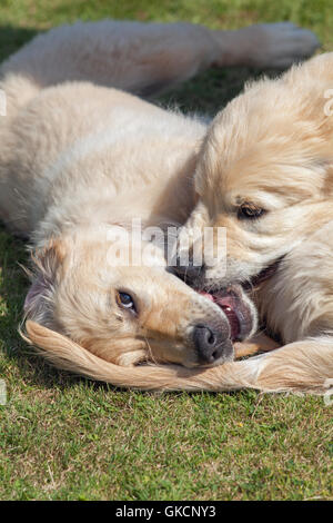 Golden Retriever cuccioli. I gemelli di rivalità. (Canis lupus familiaris). Foto Stock