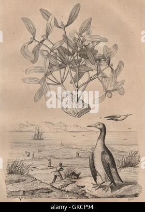 Gui (vischio). Guillemot. Uccelli, antica stampa 1834 Foto Stock