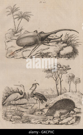 Hercules beetle. Herisson (Riccio). Héron aigrette (garzetta). Airone cenerino, 1834 Foto Stock