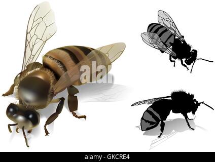 Honeybee Illustrazione Vettoriale