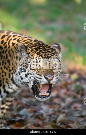 Jaguar (Panthera onca). Ritratto di testa di un maschio. Foto Stock