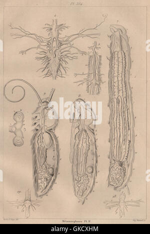 I LEPIDOTTERI: Métamorphoses. La metamorfosi. Pl. II, antica stampa 1834 Foto Stock