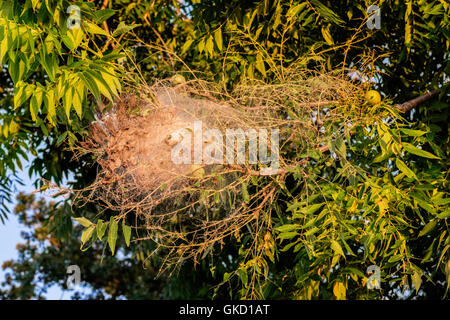 Una grande rete o nido del webworm, Hyphantria cunea. La falena giace uova sul lato inferiore di foglie e caterpillars costruire le vele. Foto Stock