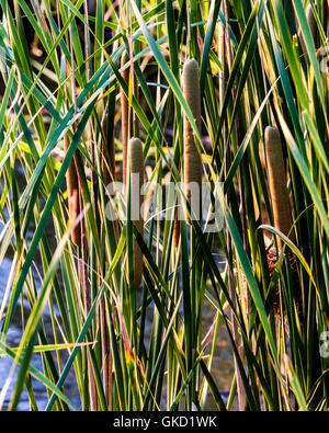 Un primo piano di latifoglie cattails,Typha latifolia, nella luce della sera a nord del fiume canadese in Oklahoma, Stati Uniti d'America. Foto Stock